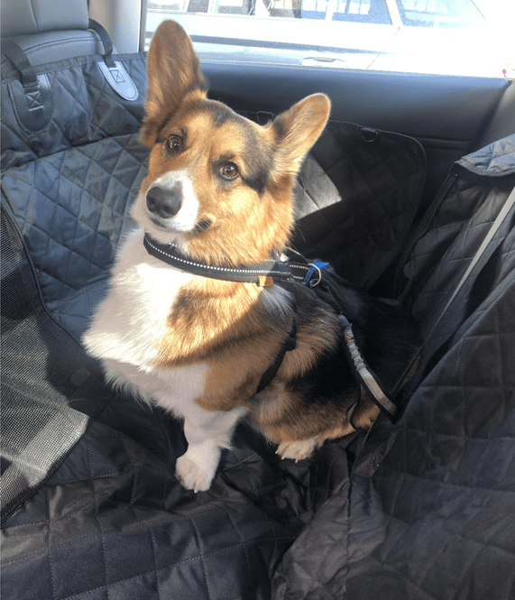 Main Image Dog covers for back seat- Tesla, Polestar, Audi, VW and ...